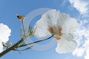 Papaveraceae poppy flower