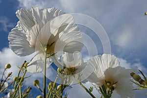 Papaveraceae poppy flower