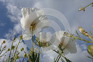 Papaveraceae poppy flower