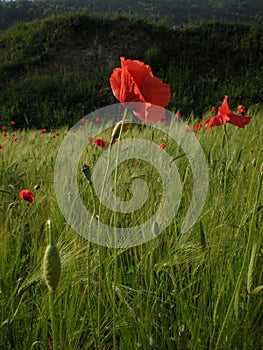 Papaveri rossi in un campo di grano photo