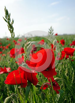 Papaveri in un campo