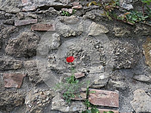 a red poppy on a stone wall photo