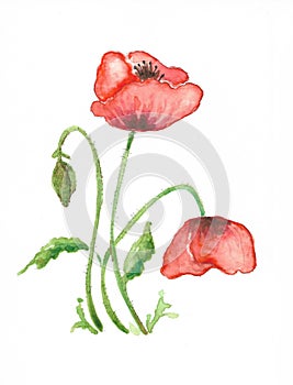 Papavero rosso - Red Poppy photo