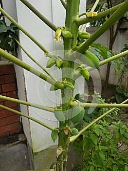 Papay tree with natural