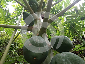 Papaya