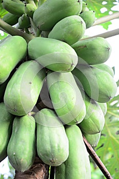 Papaya
