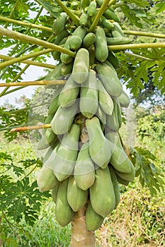 Papaya