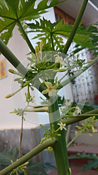 Papaya or Carica papaya flowers and buds photo