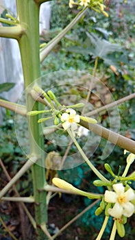 Papaya or Carica papaya flower photo