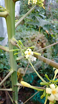 Papaya flower photo