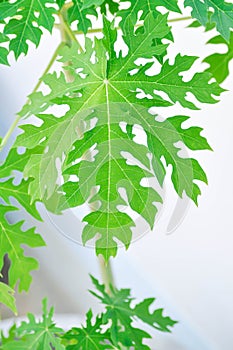 papaya , Carica papaya L or Papaya or Melan Tree or Paw Paw or CARICACEAE