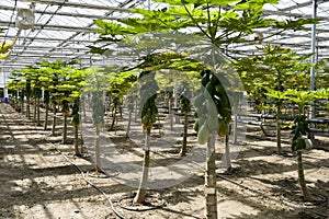 Papaya cultivation in greenhouses. photo