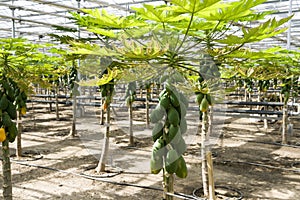 Papaya cultivation in greenhouses.