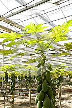 Papaya cultivation in greenhouses.