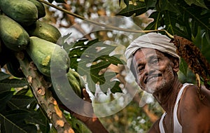 Papaya farmer in kerala