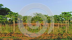 Papaya farming in rajsthan india