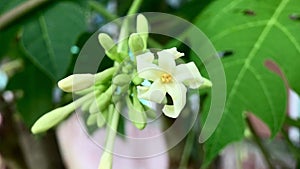 Papaya Flower