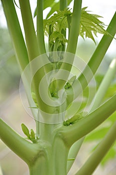 Papaya flower bud