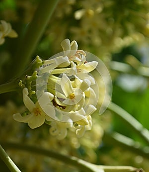 Papaya flower closeup fruit nature garden