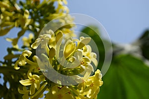 Papaya flower landscape in garden