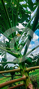 papaya flowers with the background of the sky - Padang, Indonesia - on February 26. 2024