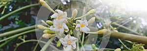 Papaya flowers that bloom in the sun in the morning