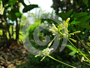 Papaya flowers are vegetables that are high in efficacy