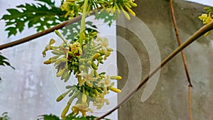 Papaya flowers are vegetables that are widely consumed in Indonesia