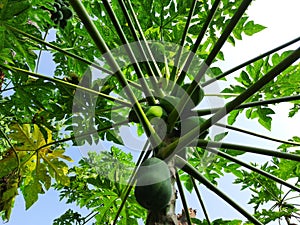 Papaya fresh on tree. Agriculture fruits in organic farm on morning light. Agricultural background.