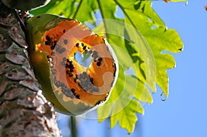 Papaya fruit bitten by animals