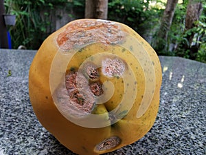 Papaya fruit disease, anthracnose caused by fungi