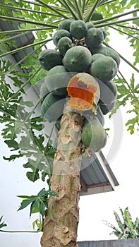 papaya fruit eaten by civets
