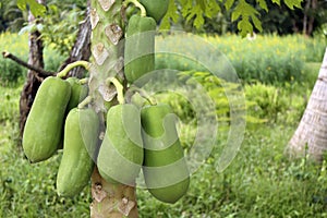 Papaya Fruit Growing On A Papaya Tree