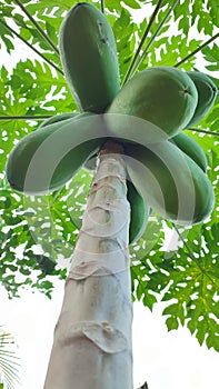 Papaya fruit that isbstill green hangin on the tree photo