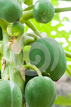 Papaya fruit in a papaya tree