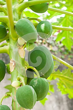 Papaya fruit in a papaya tree