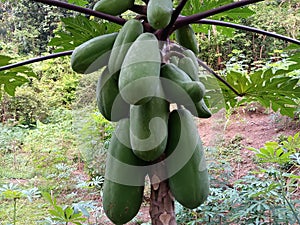 This is a papaya fruit that is starting to ripen and produces abundant fruit.