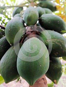 papaya fruit still on the tree