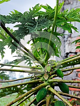 Papaya fruit that is still on the tree is still unripe