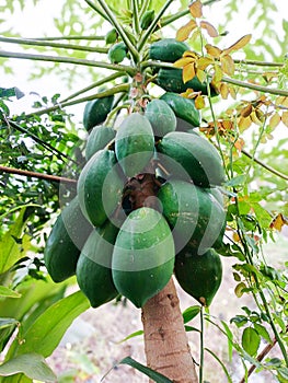 Papaya fruit that is still on the tree is still unripe