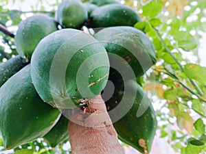 Papaya fruit that is still on the tree is still unripe