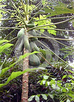 Papaya fruit on tree, Thailand