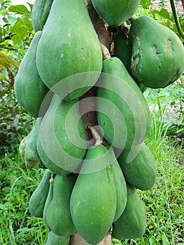 Papaya fruit on the tree, tropical fruit and very exotic