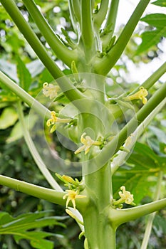 Papaya fruit tree yellow flowers