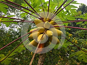 Papaya fruits in a papya tree