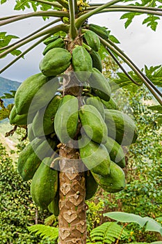 Papaya fruits on a tree, Luzon island, Philippin