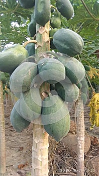 Papaya furit on the papaya tree
