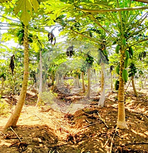 papaya garden in my hometown