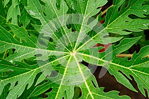 Papaya green leaf