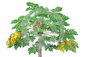 Papaya green tree with  papaya fruit on white background.with pathing
